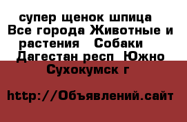 супер щенок шпица - Все города Животные и растения » Собаки   . Дагестан респ.,Южно-Сухокумск г.